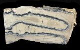 Mammoth Molar Slice - South Carolina #44076-1